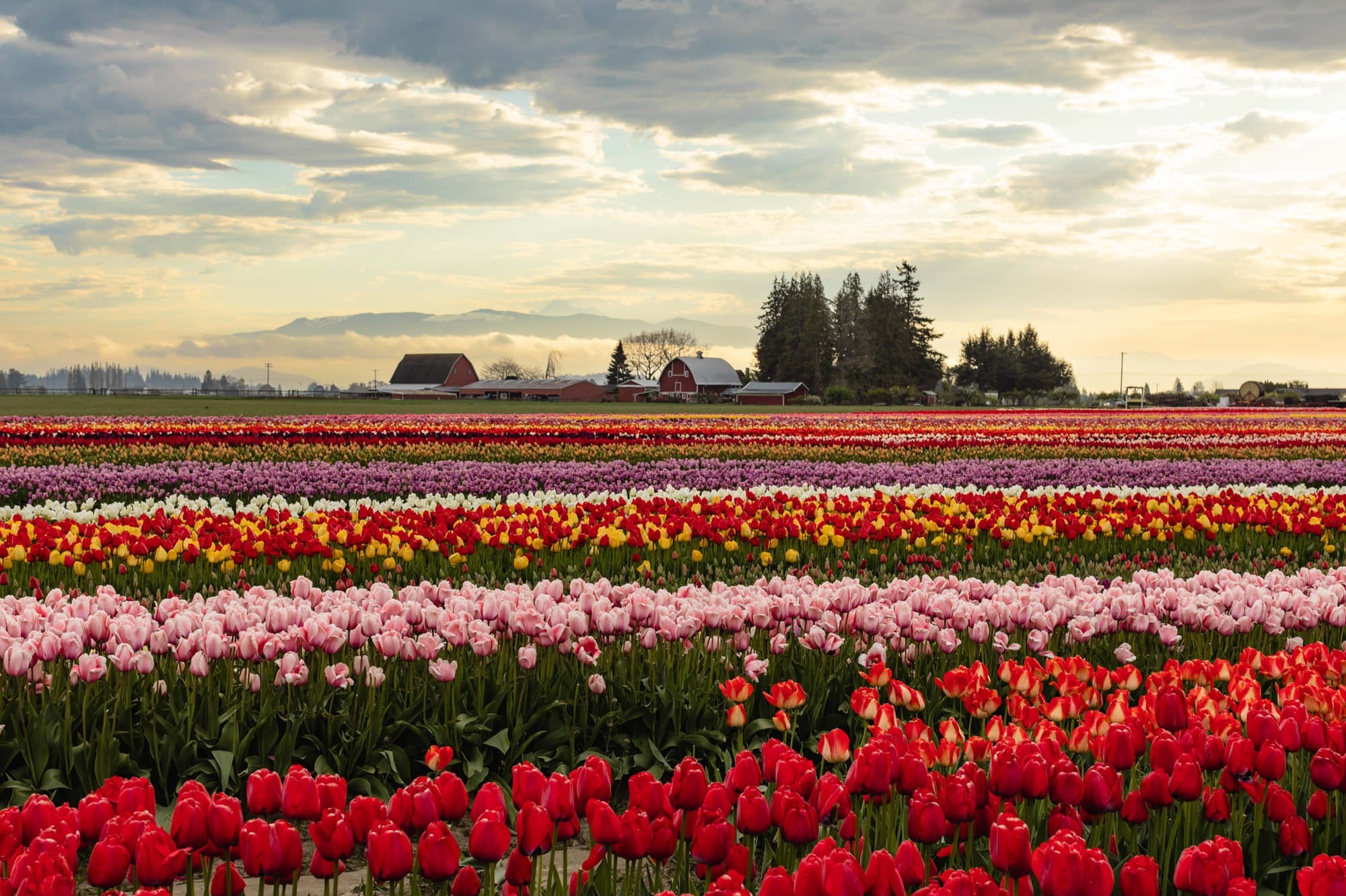 Tulips + Self-Care: Your Skagit Valley Tulip Festival Itinerary